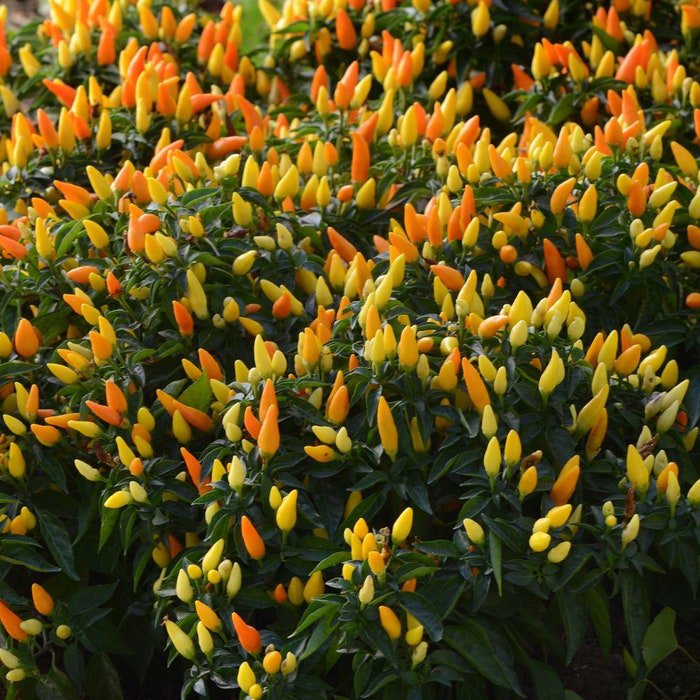 Sedona Sun Pepper Great For Cooking