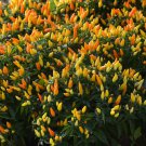Sedona Sun Pepper Great For Cooking