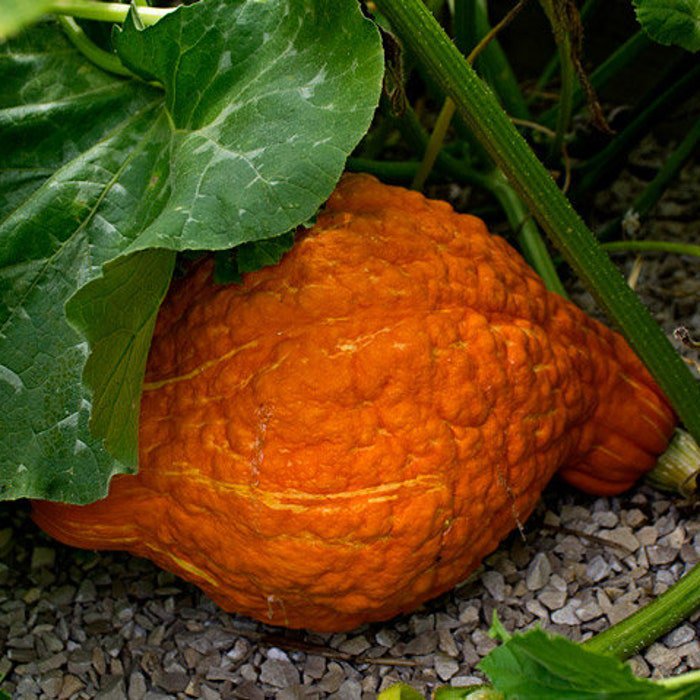 Beautiful Golden Hubbard Squash