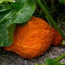 Beautiful Golden Hubbard Squash