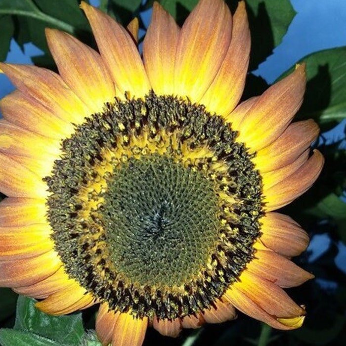 Orange Mahogany Bicolor Sunflower