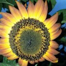 Orange Mahogany Bicolor Sunflower