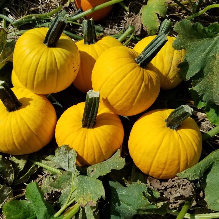 Sunlight Pumpkin