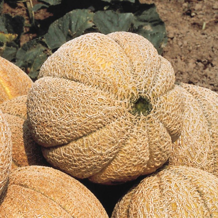Jumbo Sweet Cantaloupe
