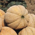 Jumbo Sweet Cantaloupe