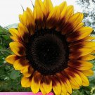 Bicolor Sunflower