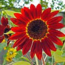 Red Sun Sunflower