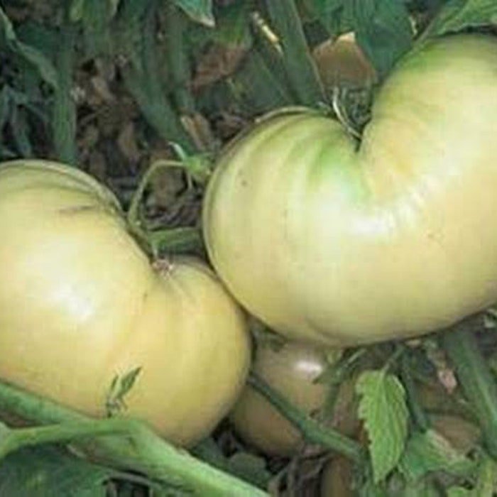 Great White Tomato