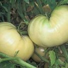 Great White Tomato