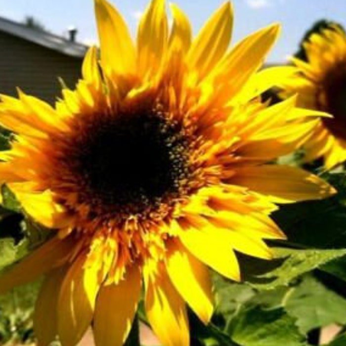 Sunflower #25