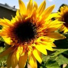 Sunflower #25