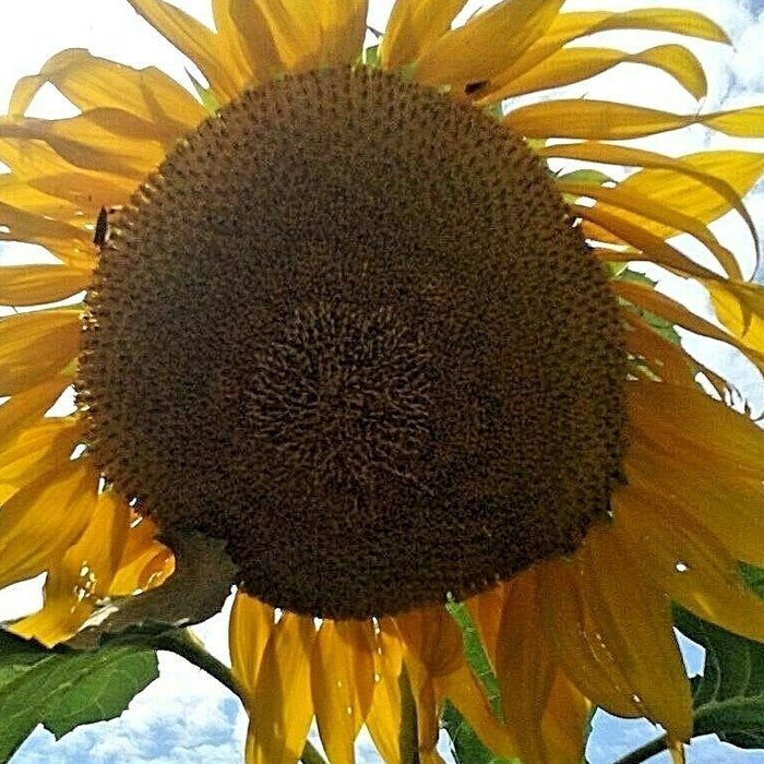 Sunflower #11