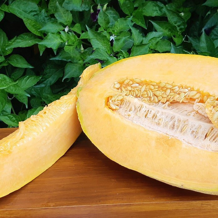 HealyS Pride Melon