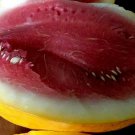 Royal Golden Watermelon Melon Turns Bright Yellow When Ready To Pick