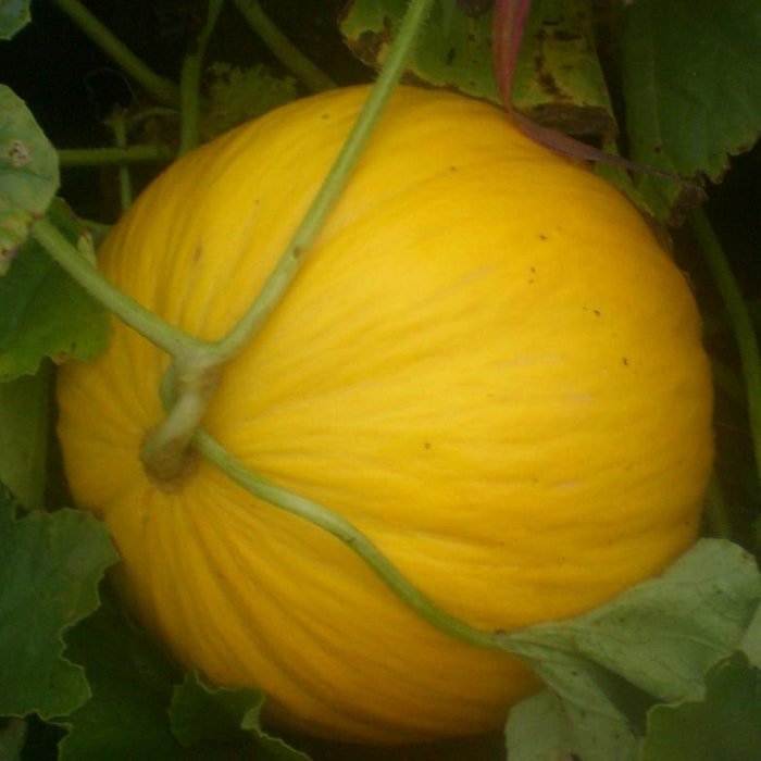 Crenshaw Melon Stores Longer Than Any Other Melon