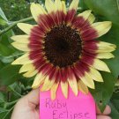 Ruby Eclipse Sunflower