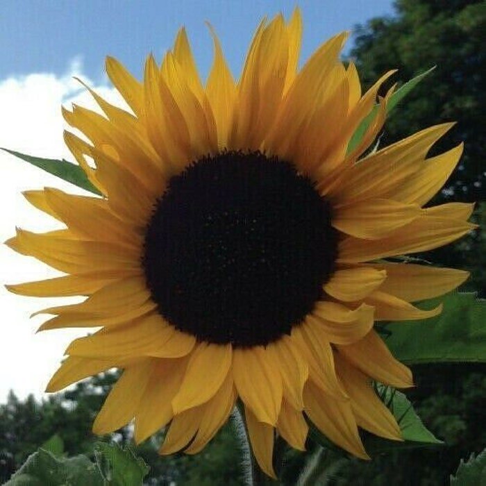 Mammoth Black Seeded Sunflower Huge Black Seeded Heads