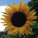 Mammoth Black Seeded Sunflower Huge Black Seeded Heads