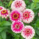Mazurkia Zinnia