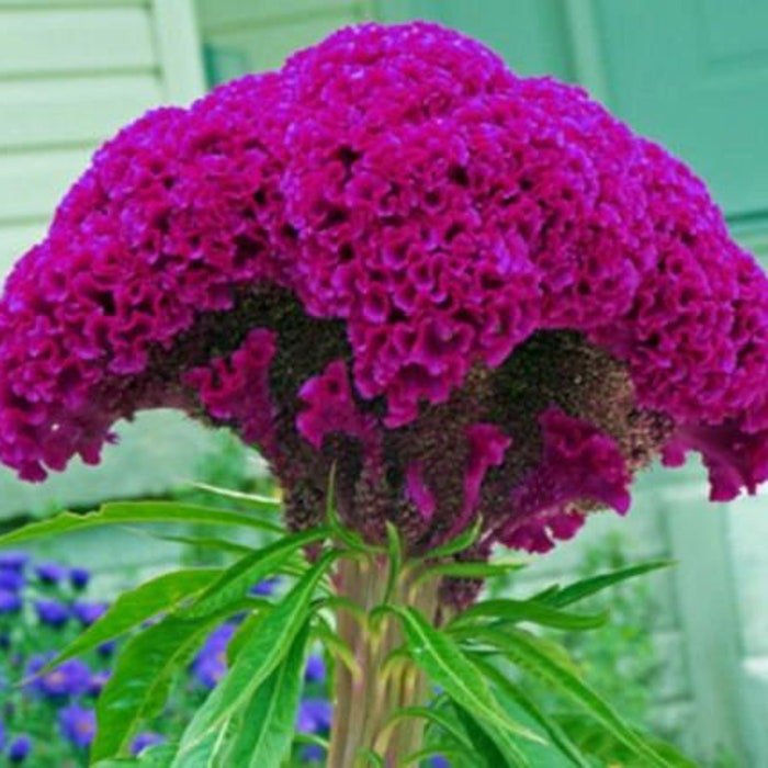 Hot Purple Brain Celosia
