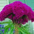 Hot Purple Brain Celosia