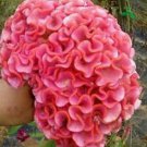 Light Pink Brain Celosie