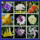 Devil Trumpet Custom Mix