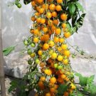 Galapagos Wild Tomato Loads Of Fruit
