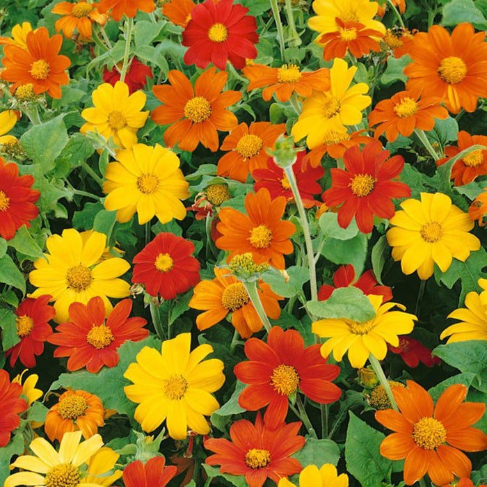 Mexican Sunflower Mix Red Yellow Orange