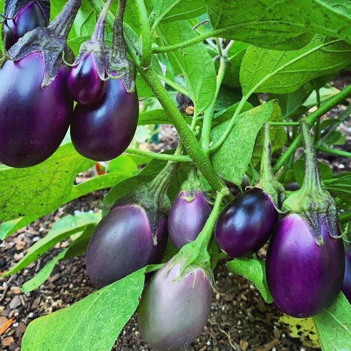 Patio Baby Eggplant