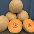 Shock Wave Cantaloupe