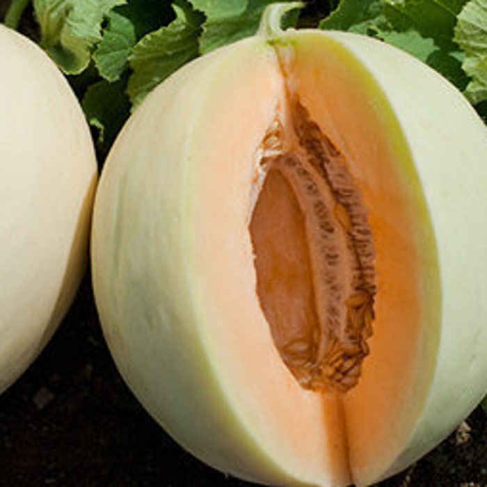 Smooth Skin Cantaloupe