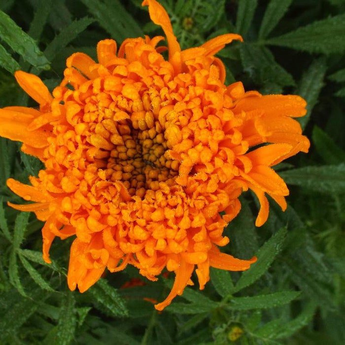 Spun Orange Marigold Large Fluffy Blooms