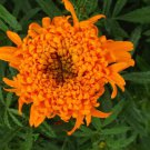 Spun Orange Marigold Large Fluffy Blooms