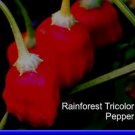 Rainforest Tricolor Pepper Sees