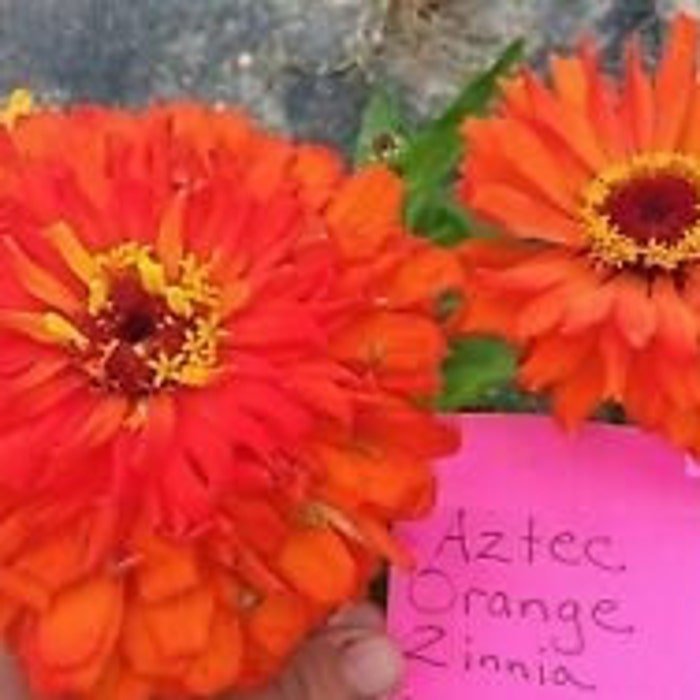 Aztec Orange Zinnia