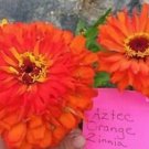 Aztec Orange Zinnia