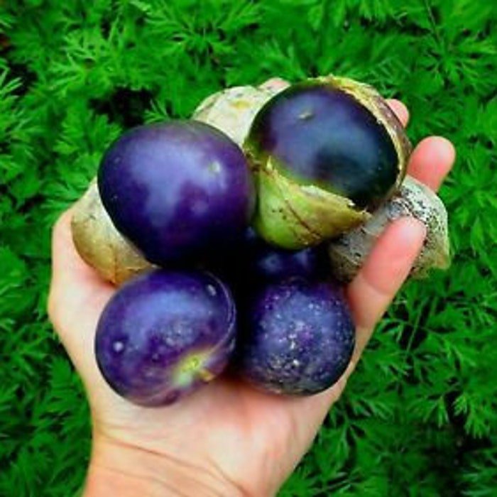 Huge Purple Tomatillo Perfect For Cooking