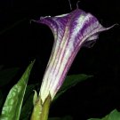 White W Purple Stripe Devil Trumpet Datura