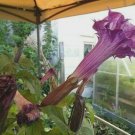 Double Lavender Devil Trumpet