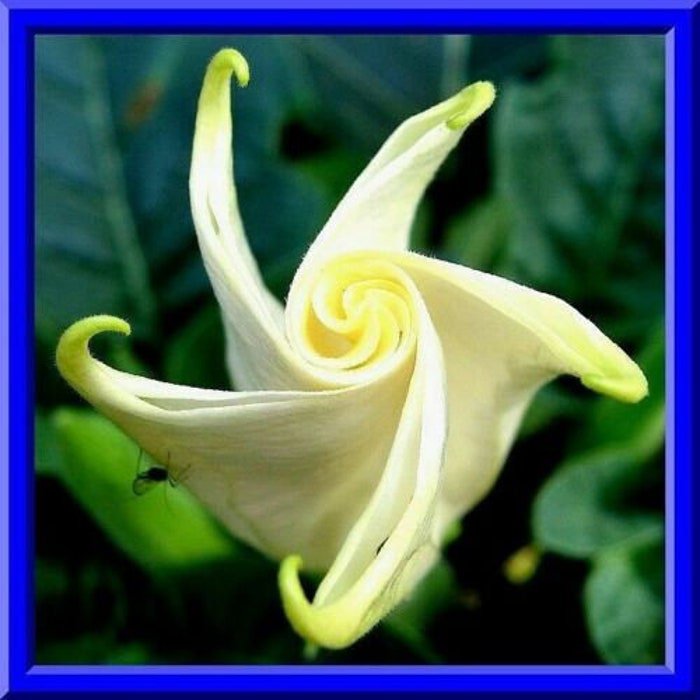 Double White W Yellow Edge Devil Trumpet