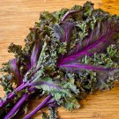 Kale Red Russian