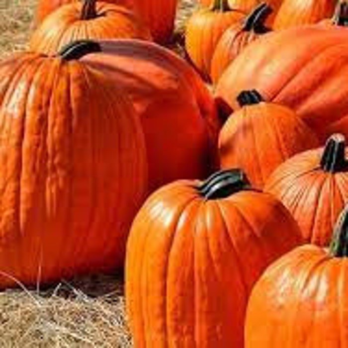 HowdenS Field Pumpkin