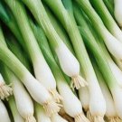 Tokyo Long White Bunching Onion