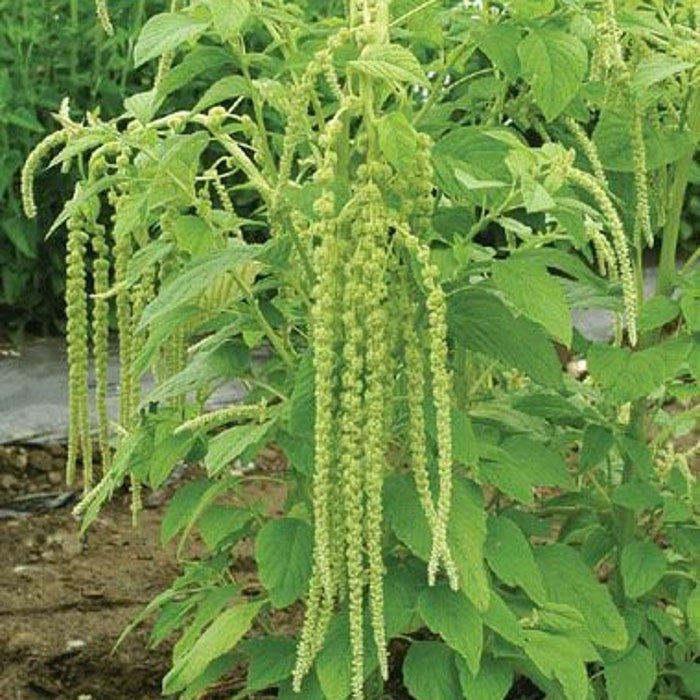 Green Cascade Amaranth Huge Long Flower Rope