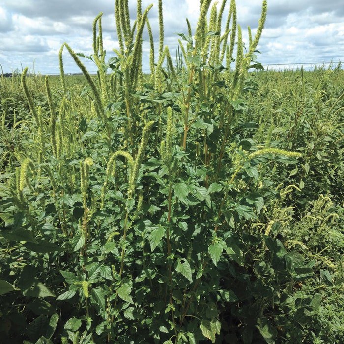 Green Head Tall Amaranth