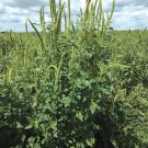 Green Head Tall Amaranth