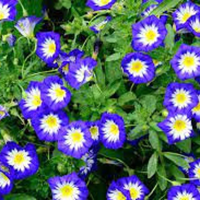 Morning Glory Dwarf Tricolor