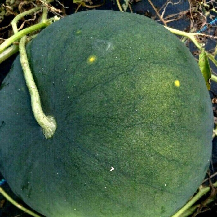 Small Shining Light Watermelon