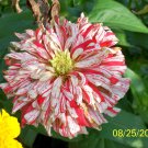 Bon Bon Zinnia